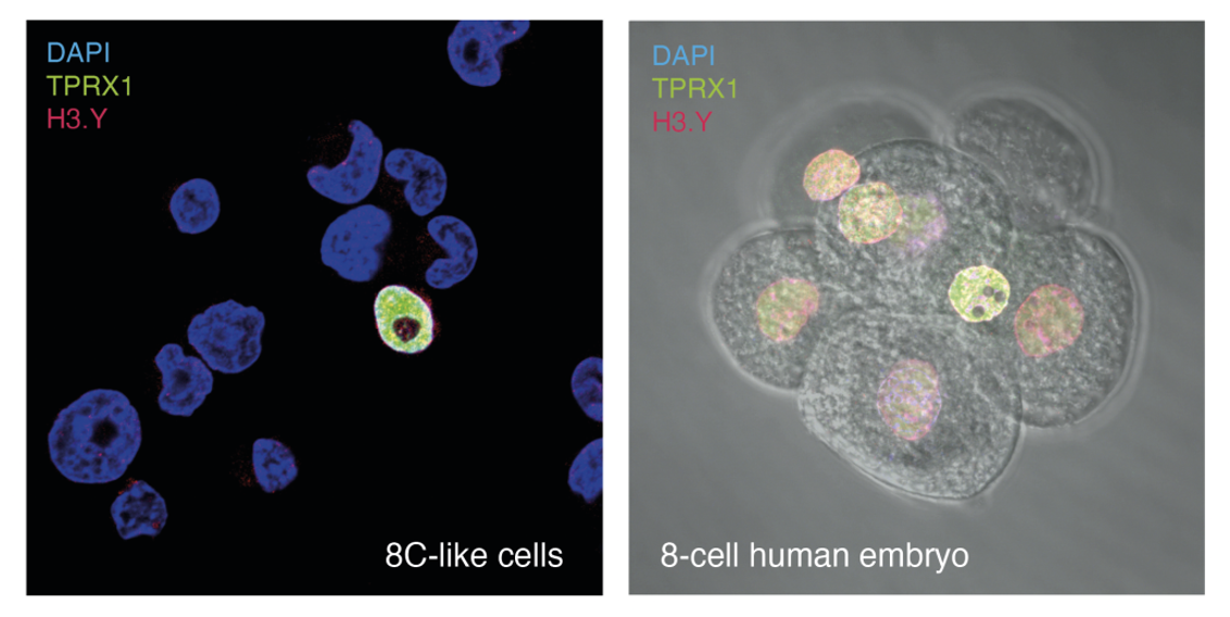 مدل‌سازی جنین انسان در مرحله 8 سلولی در کشت سلول‌های بنیادی جدید